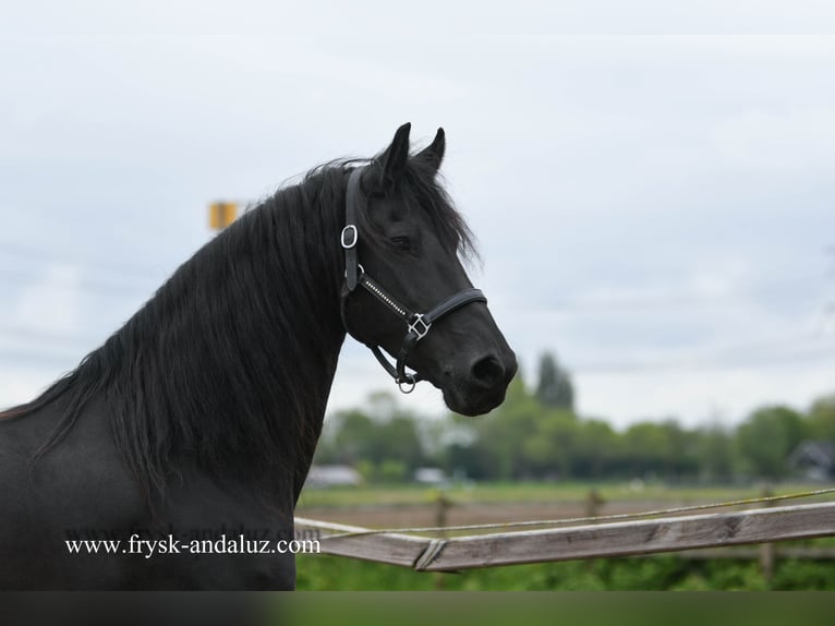 Fries paard Merrie 8 Jaar 167 cm Zwart in Mijnsheerenland