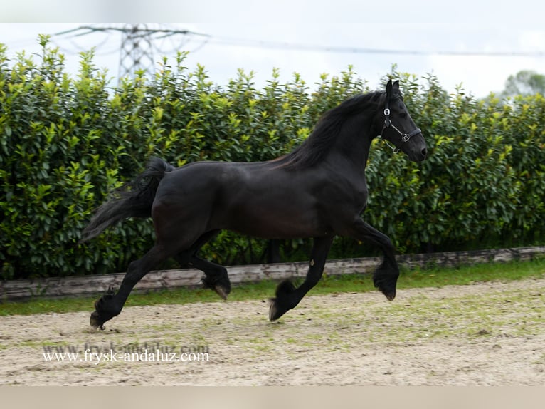 Fries paard Merrie 8 Jaar 167 cm Zwart in Mijnsheerenland