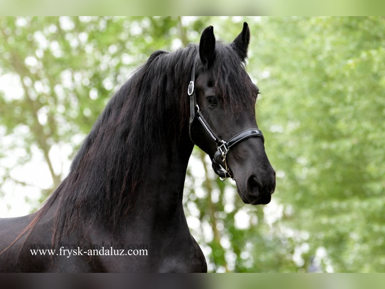 Fries paard Merrie 8 Jaar 167 cm Zwart in Mijnsheerenland