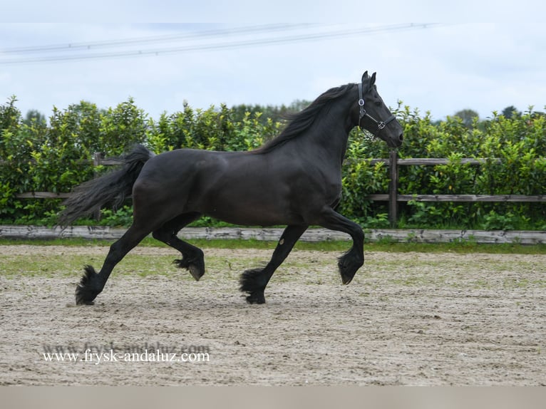 Fries paard Merrie 8 Jaar 167 cm Zwart in Mijnsheerenland