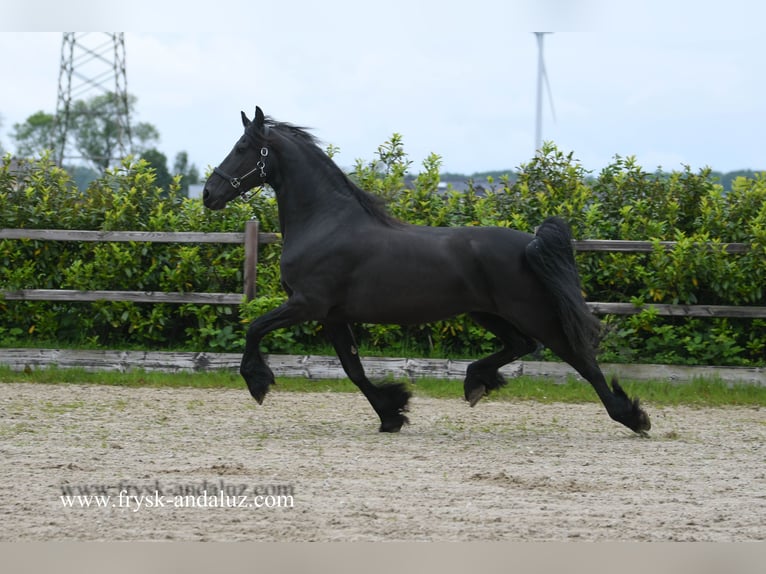 Fries paard Merrie 8 Jaar 167 cm Zwart in Mijnsheerenland