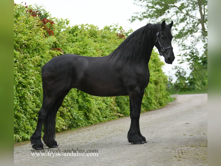 Fries paard Merrie 8 Jaar 167 cm Zwart in Mijnsheerenland