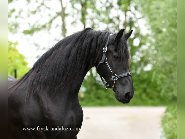 Fries paard Merrie 8 Jaar 167 cm Zwart in Mijnsheerenland