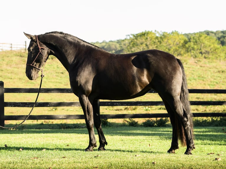 Fries paard Merrie 8 Jaar 173 cm Zwart in Honey Brook
