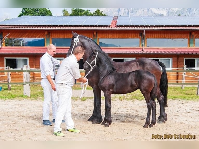 Fries paard Merrie 8 Jaar Zwart in Strengberg