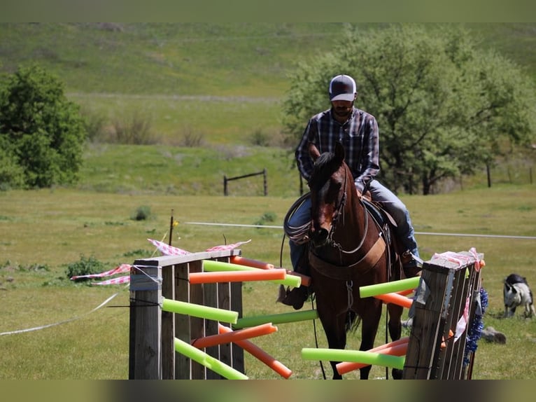 Fries paard Merrie 9 Jaar 152 cm Roan-Bay in Paicines CA