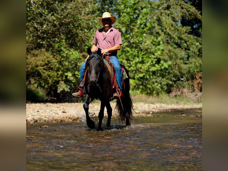 Fries paard Merrie 9 Jaar 155 cm Zwart in Santa Fe