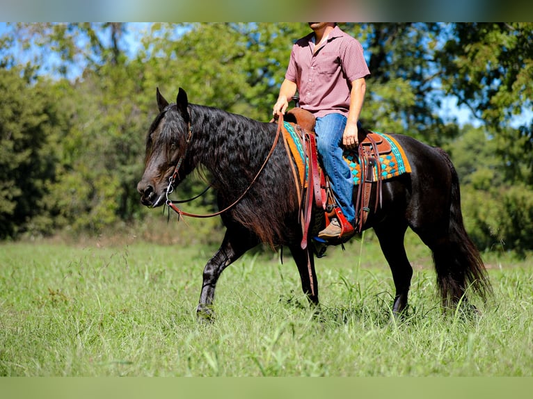 Fries paard Merrie 9 Jaar 155 cm Zwart in Santa Fe