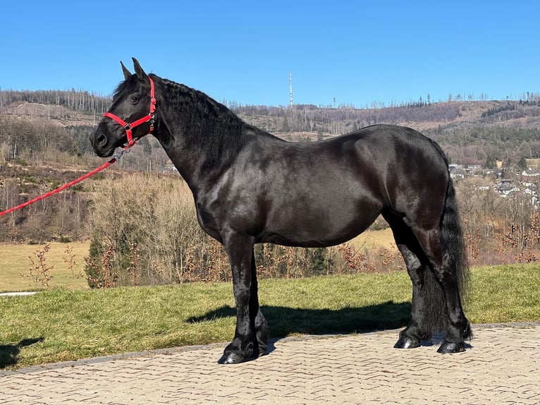 Fries paard Merrie 9 Jaar 158 cm Zwart in MeinerzhagenMeinerzhagen