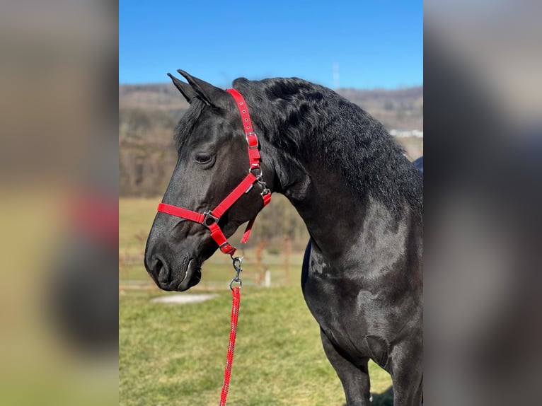 Fries paard Merrie 9 Jaar 158 cm Zwart in MeinerzhagenMeinerzhagen