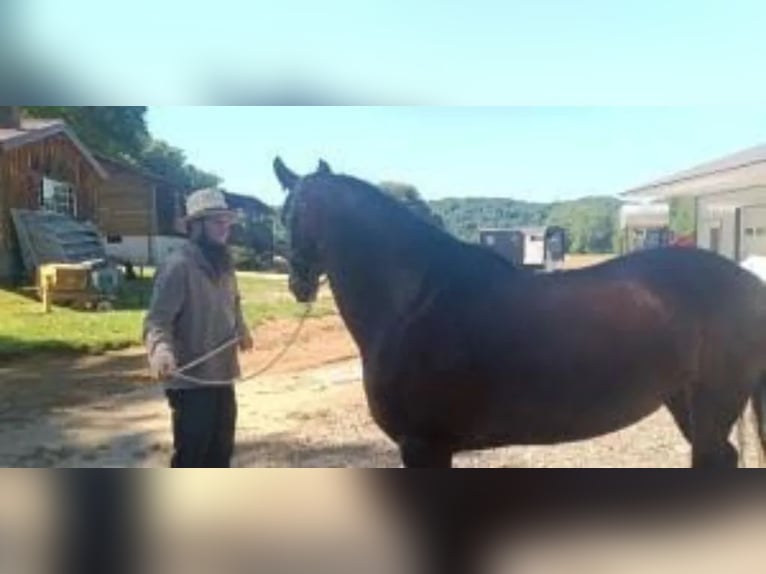 Fries paard Merrie 9 Jaar 160 cm Bruin in Addison