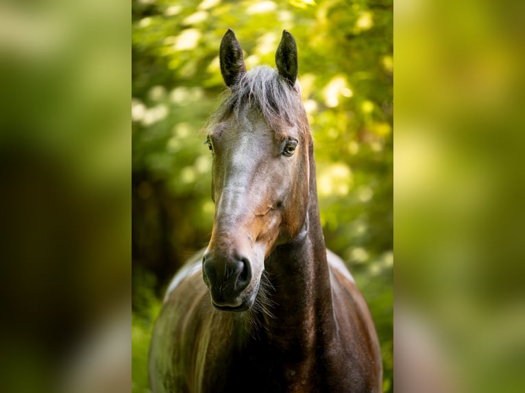 Fries paard Mix Merrie 9 Jaar 160 cm Donkerbruin in Horgen