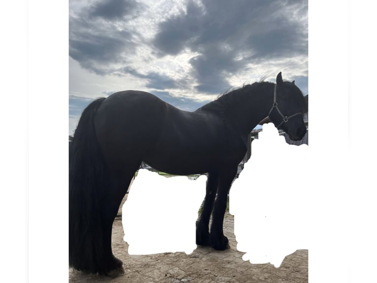 Fries paard Merrie 9 Jaar 160 cm Zwart in Cham