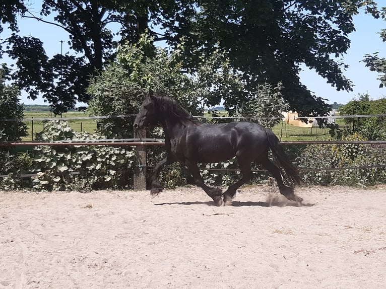 Fries paard Merrie 9 Jaar 160 cm Zwart in Tzummarum