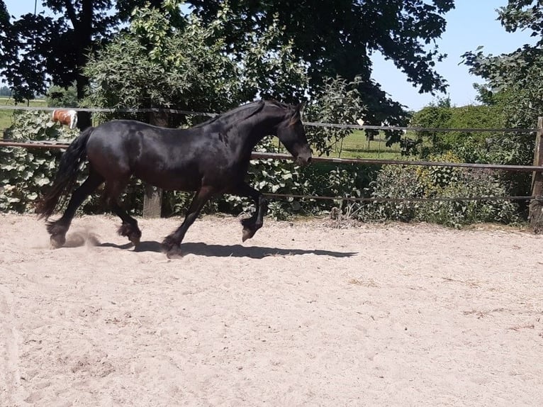 Fries paard Merrie 9 Jaar 160 cm Zwart in Tzummarum