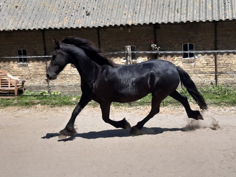 Fries paard Merrie 9 Jaar 160 cm Zwart in Tzummarum