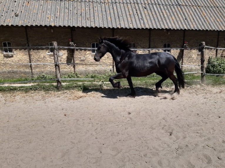 Fries paard Merrie 9 Jaar 160 cm Zwart in Tzummarum