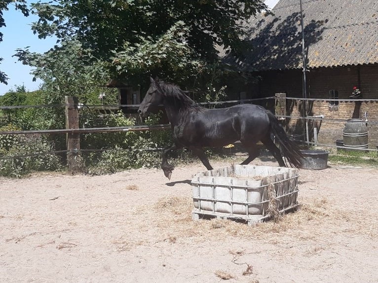 Fries paard Merrie 9 Jaar 160 cm Zwart in Tzummarum