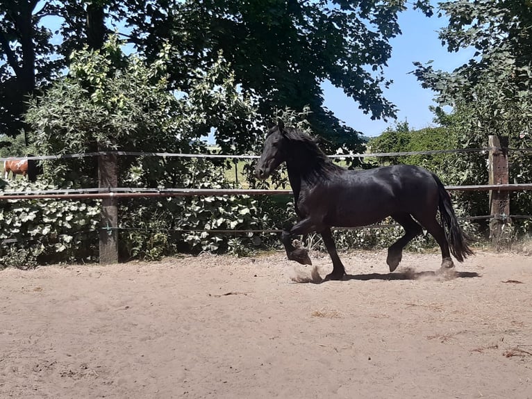 Fries paard Merrie 9 Jaar 160 cm Zwart in Tzummarum