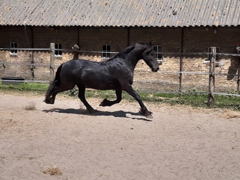 Fries paard Merrie 9 Jaar 160 cm Zwart in Tzummarum