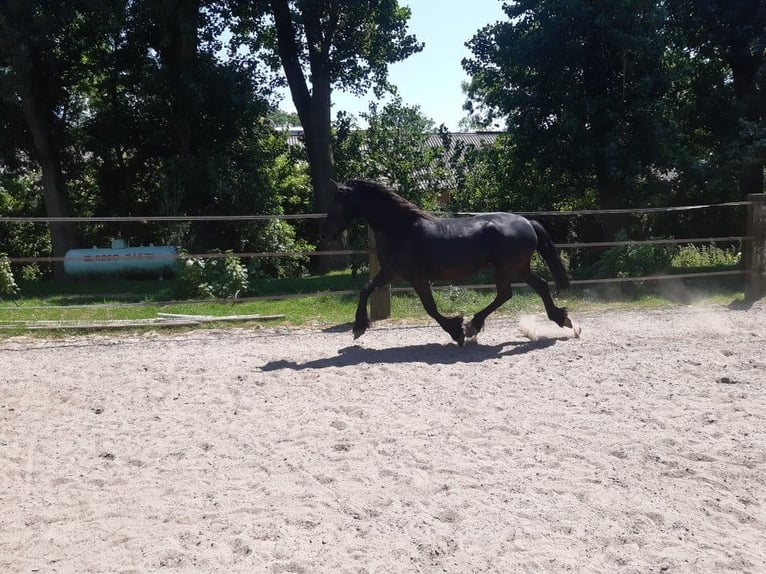 Fries paard Merrie 9 Jaar 160 cm Zwart in Tzummarum