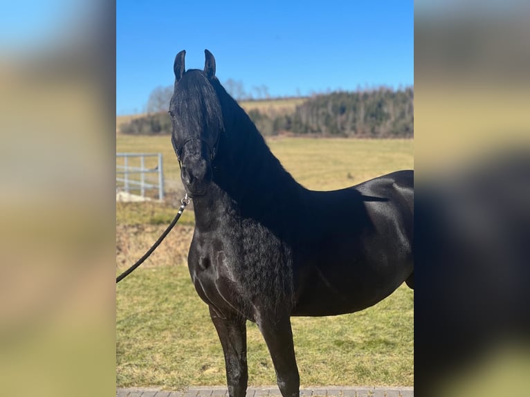 Fries paard Merrie 9 Jaar 162 cm Zwart in MeinerzhagenMeinerzhagen