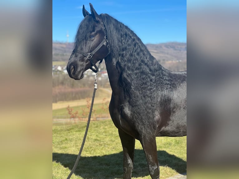 Fries paard Merrie 9 Jaar 162 cm Zwart in MeinerzhagenMeinerzhagen