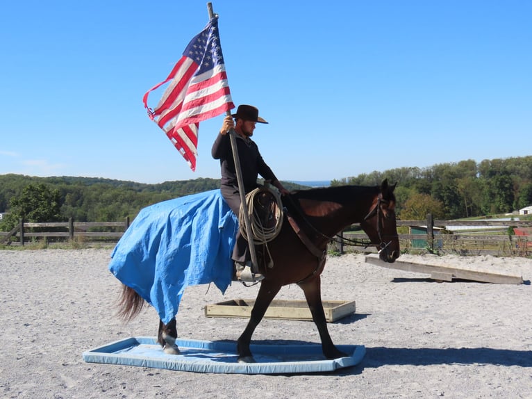 Fries paard Mix Merrie 9 Jaar 163 cm Roodbruin in Honey Brook