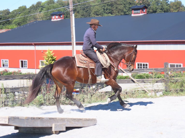 Fries paard Mix Merrie 9 Jaar 163 cm Roodbruin in Honey Brook