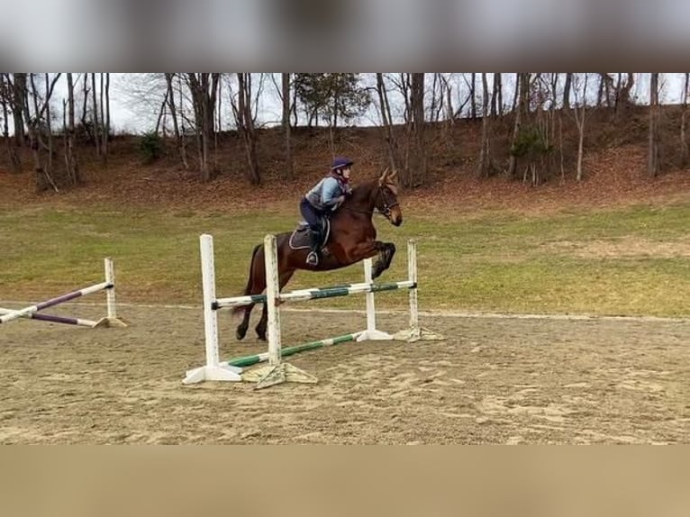 Fries paard Mix Merrie 9 Jaar 163 cm Roodbruin in Honey Brook
