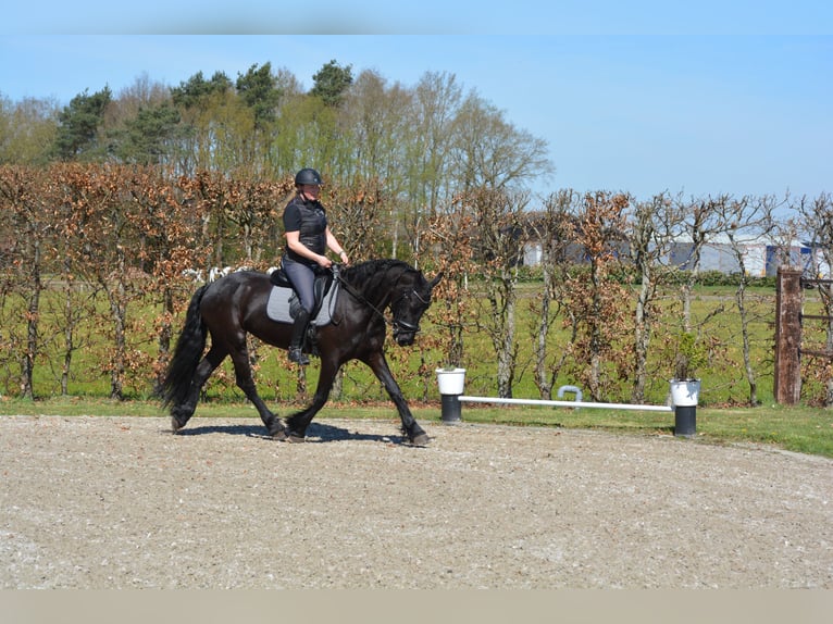 Fries paard Merrie 9 Jaar 163 cm Zwart in Bruchterveld