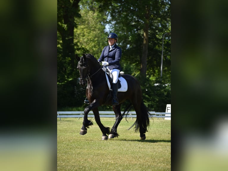 Fries paard Merrie 9 Jaar 163 cm Zwart in Bruchterveld