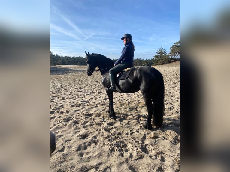 Fries paard Merrie 9 Jaar 163 cm Zwart in Bruchterveld