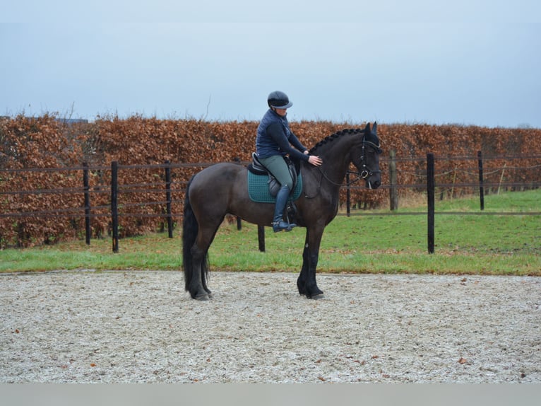 Fries paard Merrie 9 Jaar 163 cm Zwart in Bruchterveld