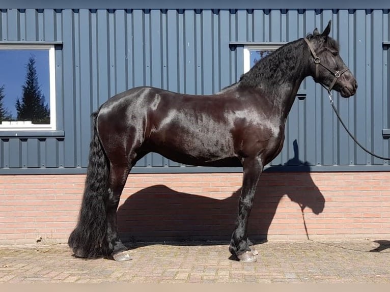 Fries paard Merrie 9 Jaar 163 cm Zwart in Bruchterveld