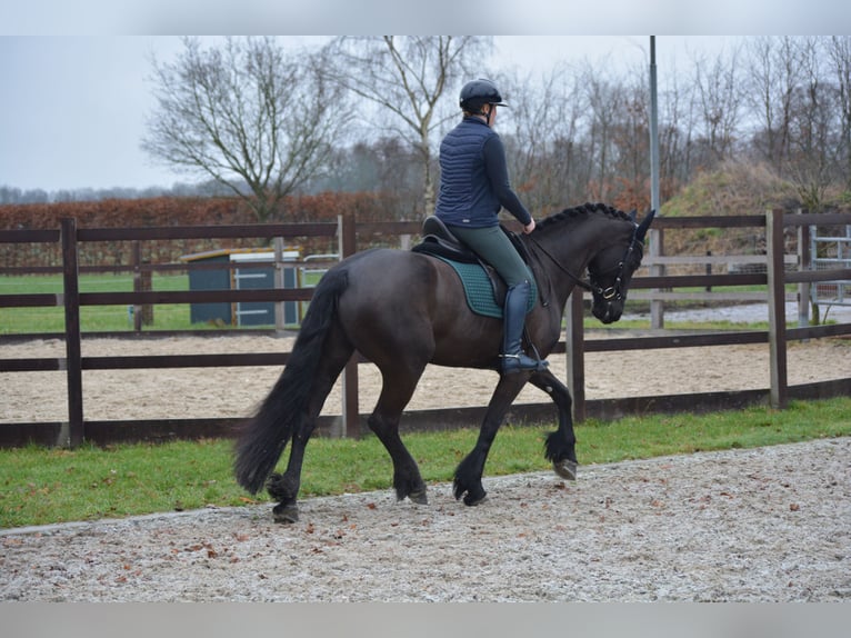 Fries paard Merrie 9 Jaar 163 cm Zwart in Bruchterveld