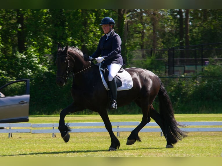 Fries paard Merrie 9 Jaar 163 cm Zwart in Bruchterveld