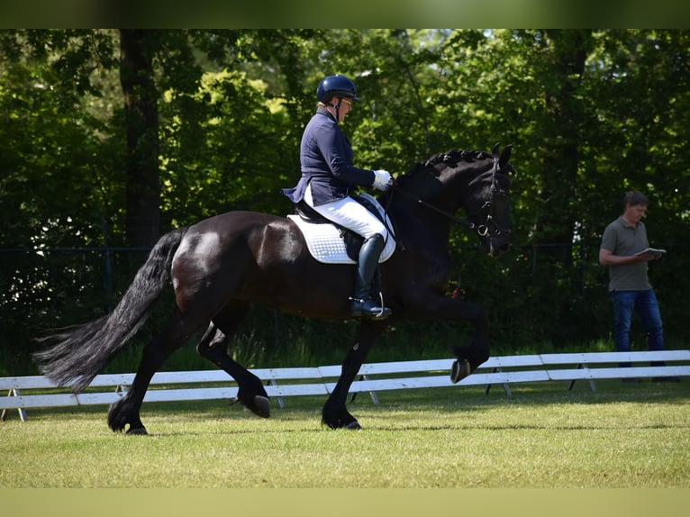 Fries paard Merrie 9 Jaar 163 cm Zwart in Bruchterveld