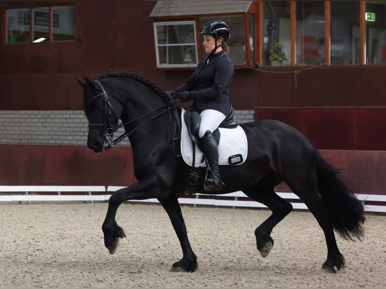 Fries paard Merrie 9 Jaar 163 cm Zwart in Stegeren