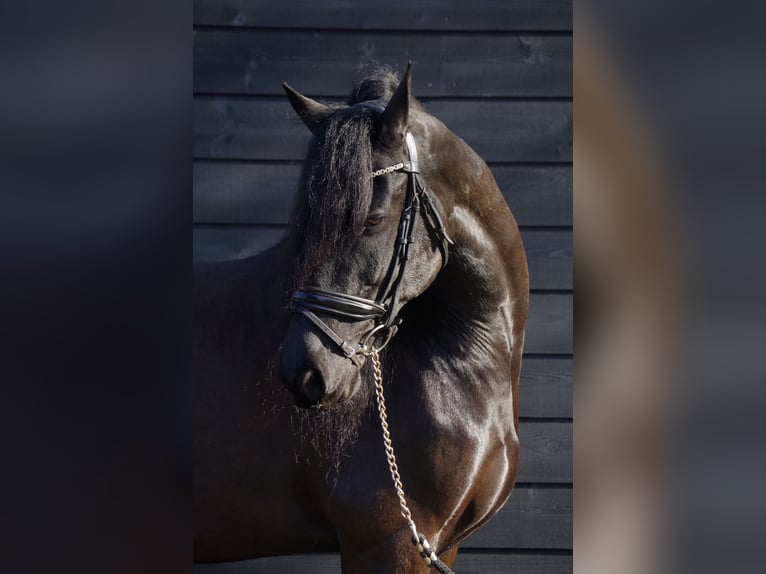 Fries paard Merrie 9 Jaar 163 cm Zwart in Stegeren