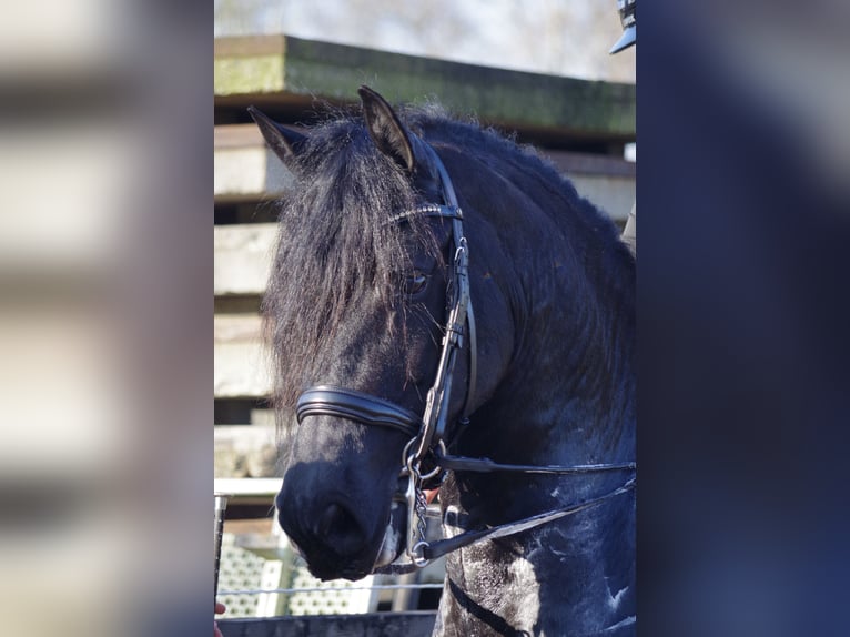 Fries paard Merrie 9 Jaar 163 cm Zwart in Stegeren