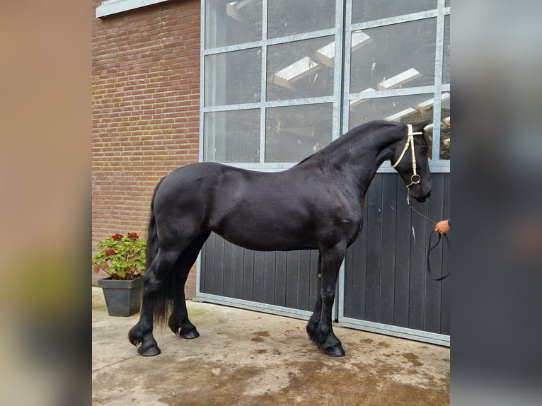 Fries paard Merrie 9 Jaar 163 cm Zwart in Bladel