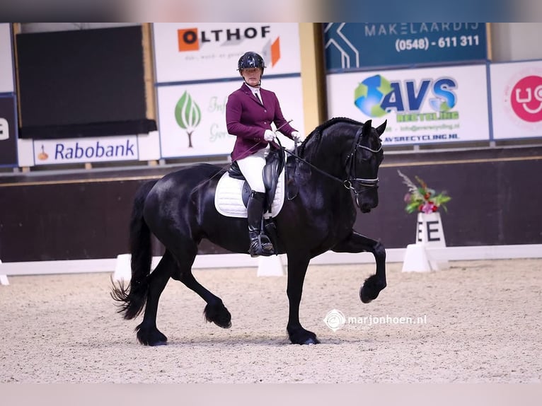 Fries paard Merrie 9 Jaar 165 cm Zwart in Lemele