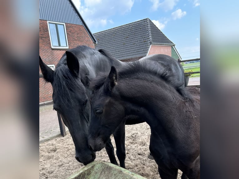 Fries paard Merrie 9 Jaar 165 cm Zwart in Lemele