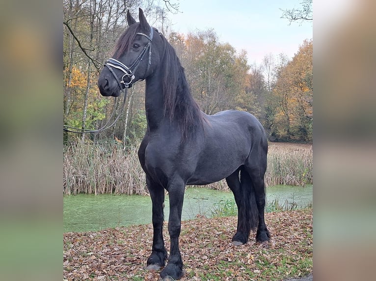 Fries paard Merrie 9 Jaar 165 cm Zwart in Dalen