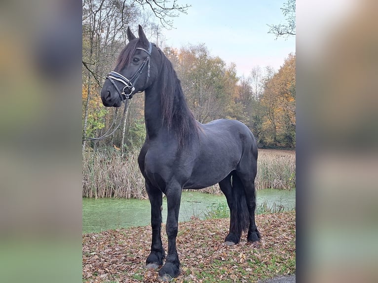 Fries paard Merrie 9 Jaar 165 cm Zwart in Dalen