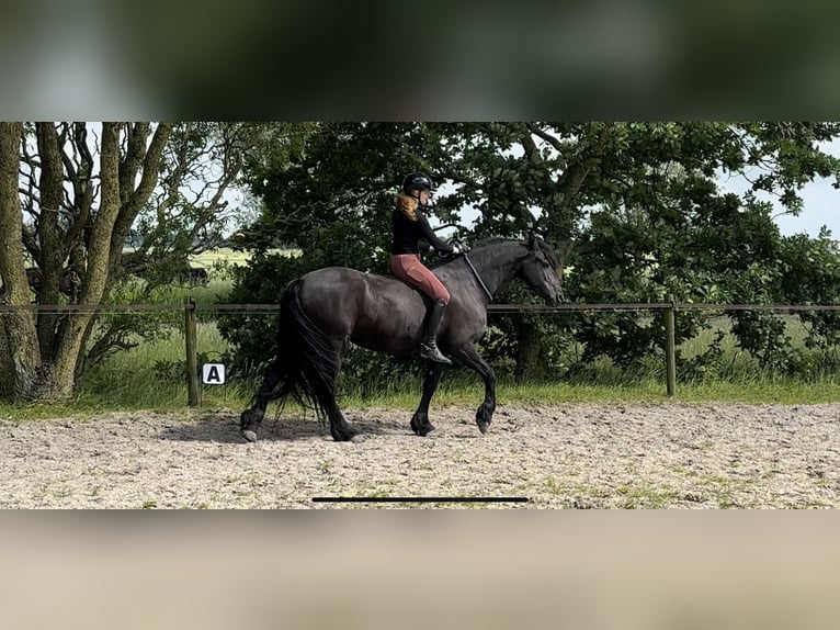 Fries paard Merrie 9 Jaar 165 cm Zwart in Nes