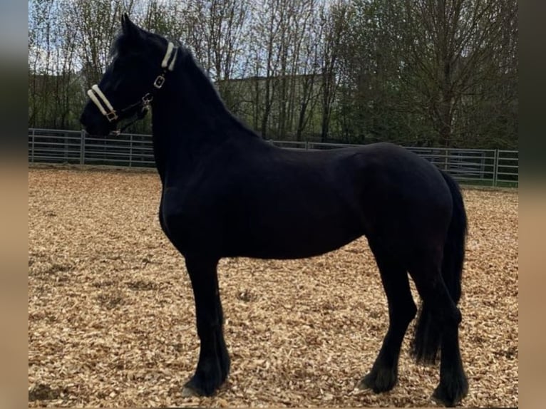 Fries paard Merrie 9 Jaar 165 cm Zwartbruin in Buttenwiesen