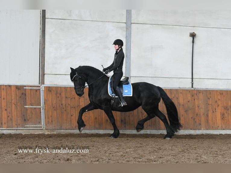 Fries paard Merrie 9 Jaar 167 cm Zwart in Mijnsheerenland