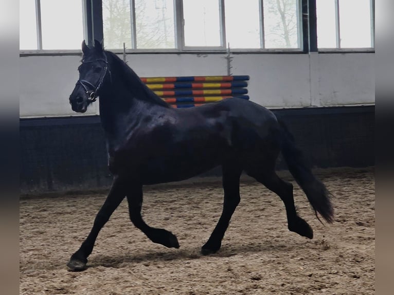 Fries paard Merrie 9 Jaar 167 cm Zwart in Someren